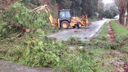 Un arbre tombé sur la route