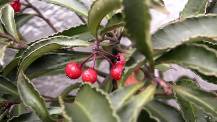 2007-12-29_雨が上がって