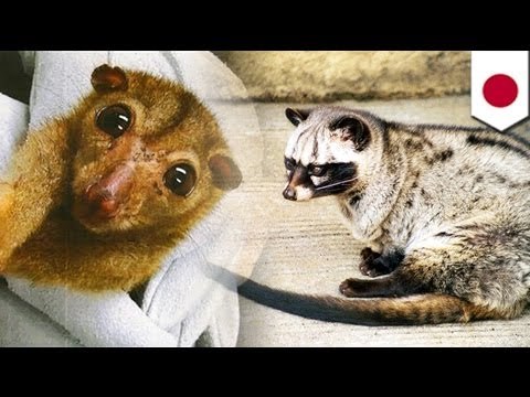 Two men charged with smuggling endangered animals in Japan