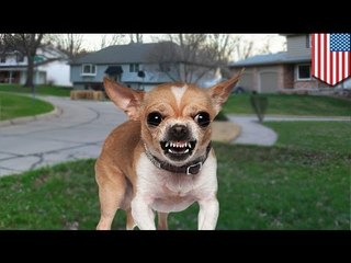 Arizona neighborhood terrorized by packs of wild CHIHUAHUAS!