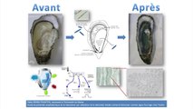 Fiddy SEMBA PRASETIYA –  Biologie des organismes  « Étude de potentiel prophylactique de la mareninne par l'utilisation de la diatomée Haslea ostrearia Simonsen comme algue fourrage chez l'huiître »