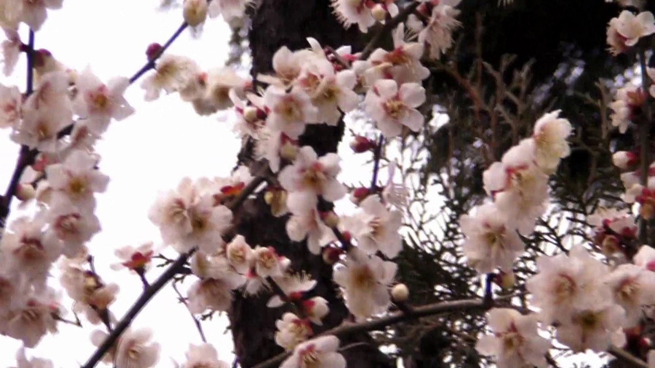 2008-02-17_小探梅行