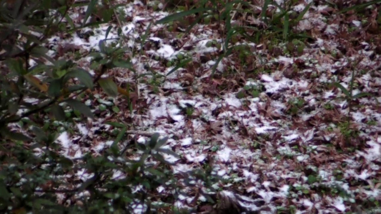 2008-01-17_雪の朝