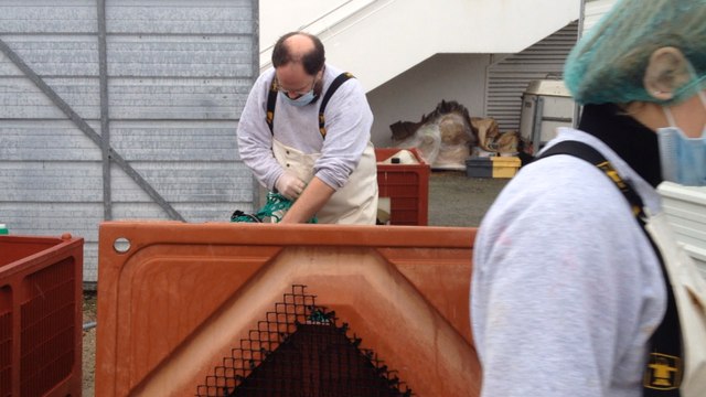 Les phoques soignés à Océanopolis relâchés