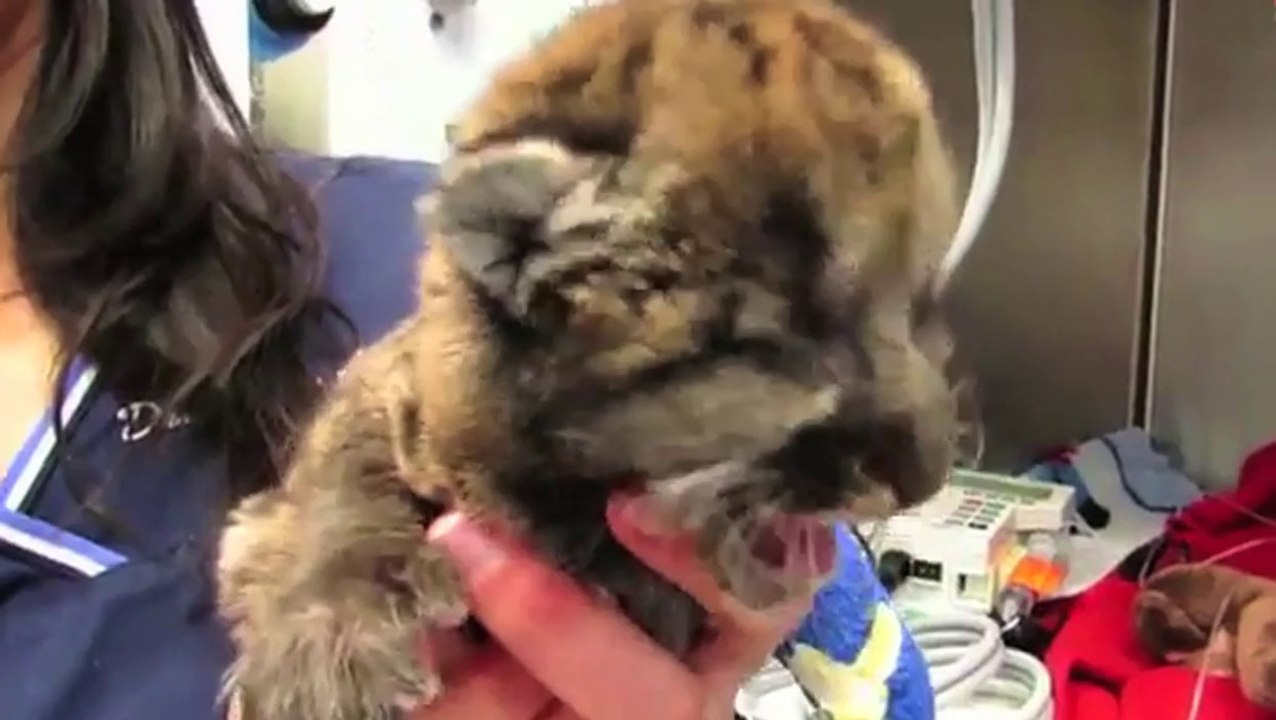 Un bébé panthère sauvé après avoir été abandonné par sa mère
