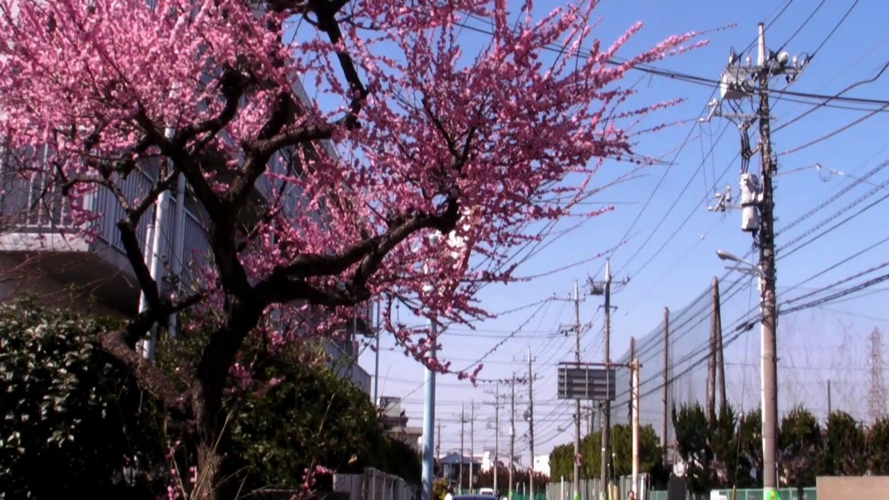 2008-03-15_青空と満開の梅