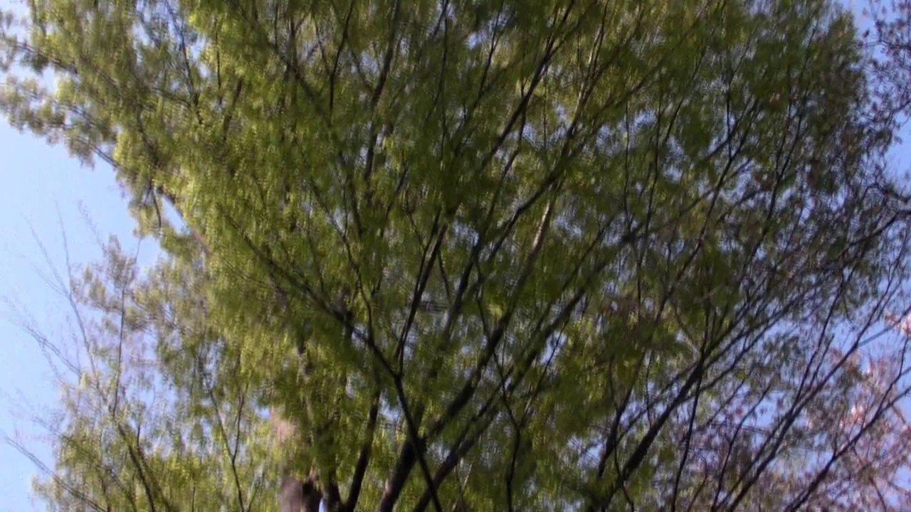 2008-04-06_さくらとけやき