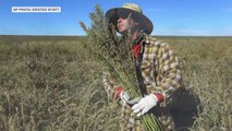 As states legalize weed, feds legalize hemp