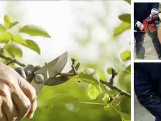 Accurate Tree Company Shoreline (206) 745-9846