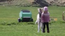 Little girl and orphaned foal are best friends