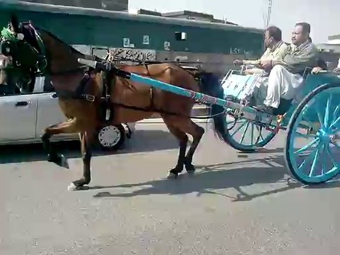 horse race try(moj e bahar rawalpindi)