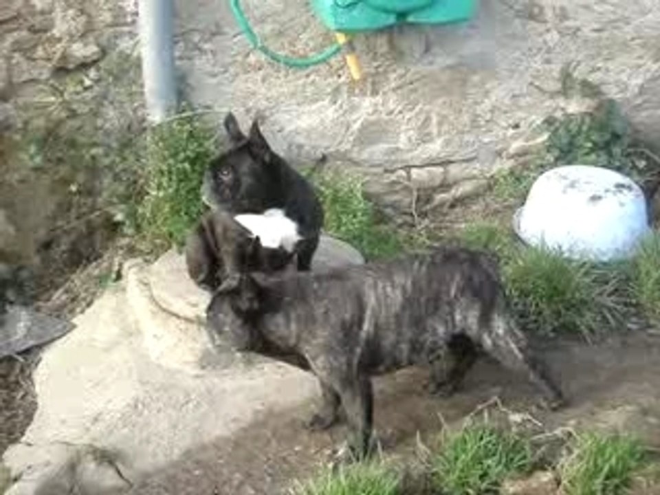 Too Many Pelisse et Oshima