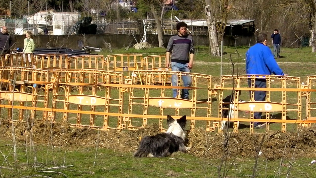 Astro&Aka con ovejas...