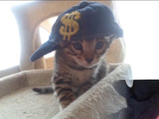 Chatons bengals ♥*´¨) ¸.•´¸.•*´¨) ¸.•*¨) (¸.•´ (¸.•`