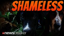 SHAMELESS: Study Claims Dogs Do Not Feel Guilt Contrary to What 
