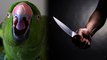 Parrot Witnesses Owner's Murder, Fingers Culprit