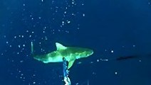 Tiger Shark Attacks Diver In Australia