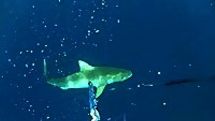 Tiger Shark Attacks Diver In Australia