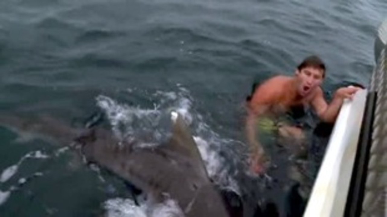 Shark attack : lucky boy !