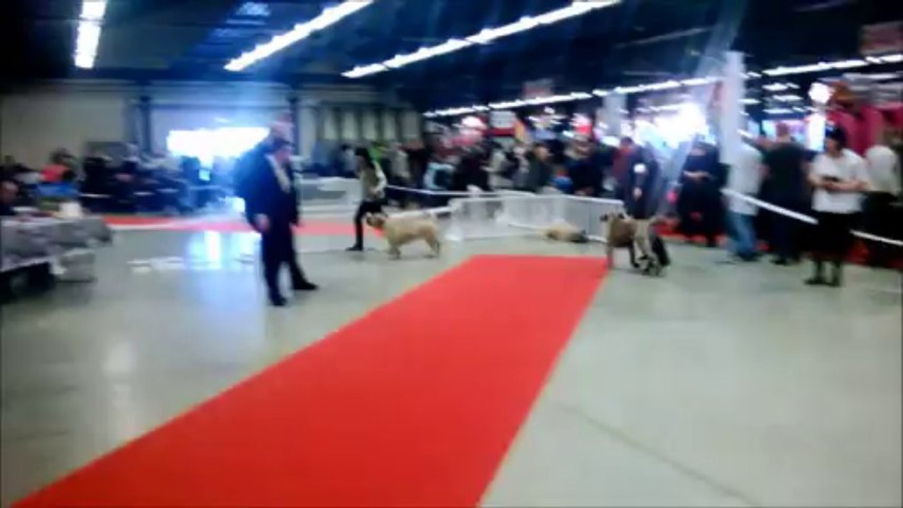 Exposition canine paris dog show 11/01/2014 dogo canario
