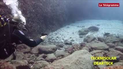 Requins. Le boîtier qui les tient à distance
