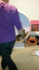 les chats et la roue