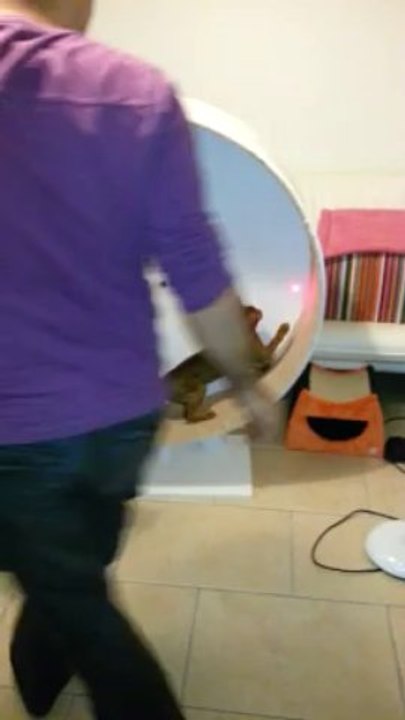 les chats et la roue