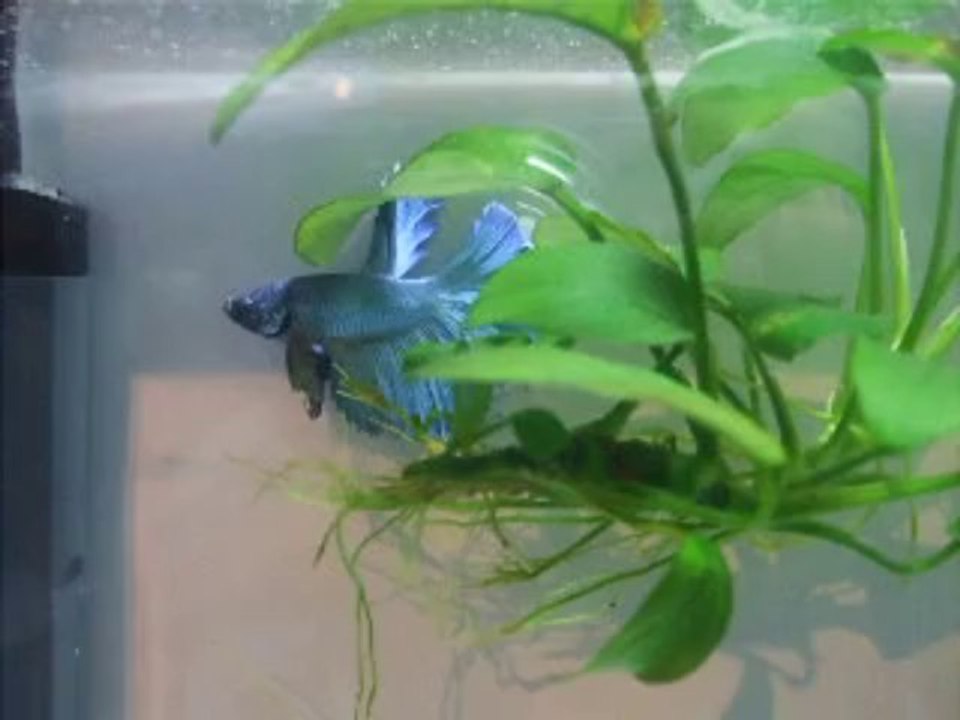 2014.01.12.3 - Fidji