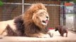 لأول مرة - صداقة غريبة بين أسد الغابة و كلب !! For the first time - a strange friendship between the lion of the jungle and a dog !!