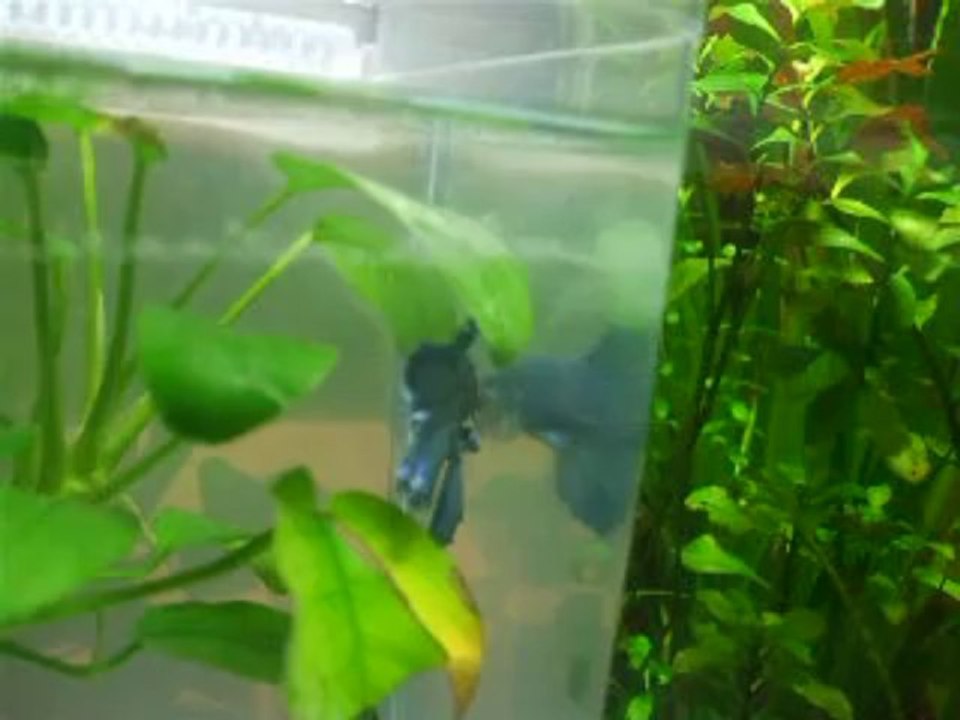 2014.01.12.4 - Fidji