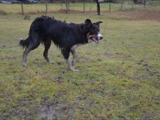 Heaven entrainement troupeau 11/01/2014