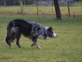 Dixie entrainement troupeau du 11/01/2014