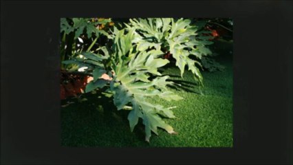 דשא סינטטי בני ציון - דשא קבוע