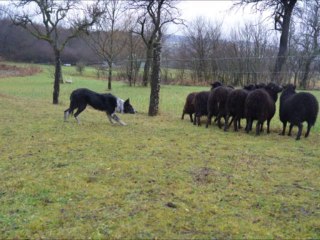 Gin entrainement troupeau 11/01/2014