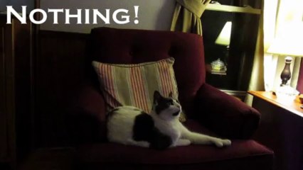 Paws Stares At Nothing for 2 Minutes