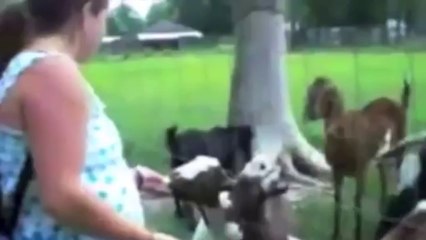 [EXCLU 2014] Booba feat Chavroux - JIMMY (Chèvre édition)