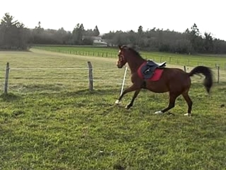 paisha nov 06 5