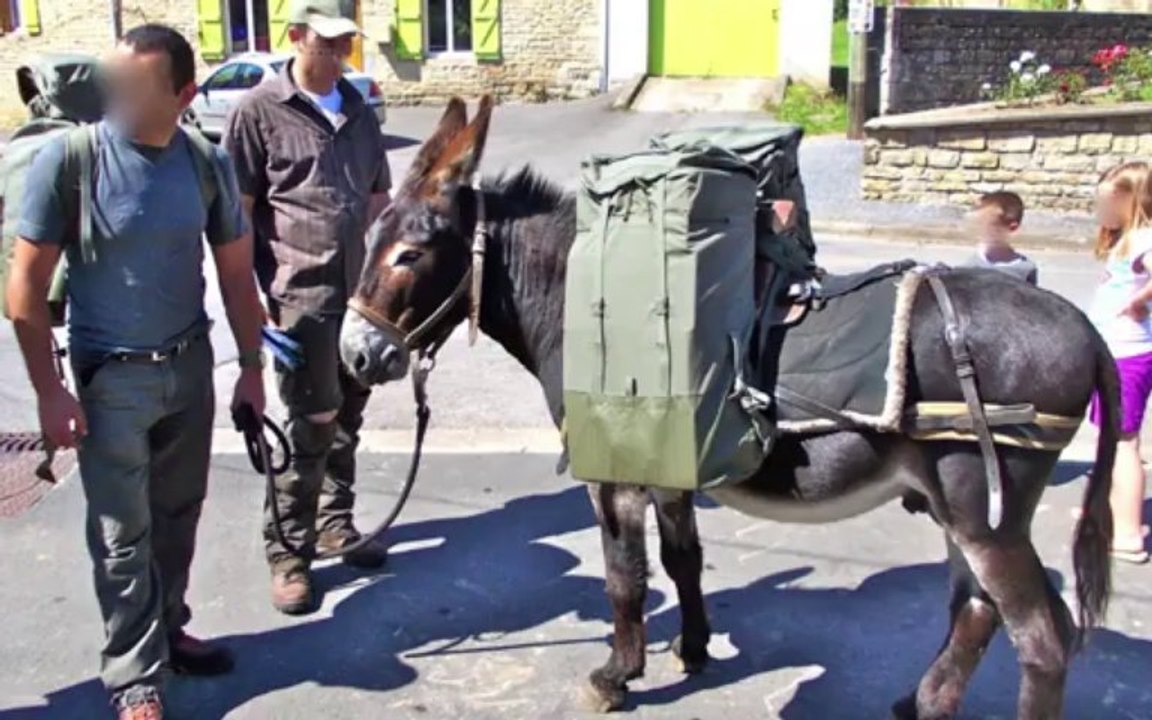 SPOT Un Âne En Ardennes