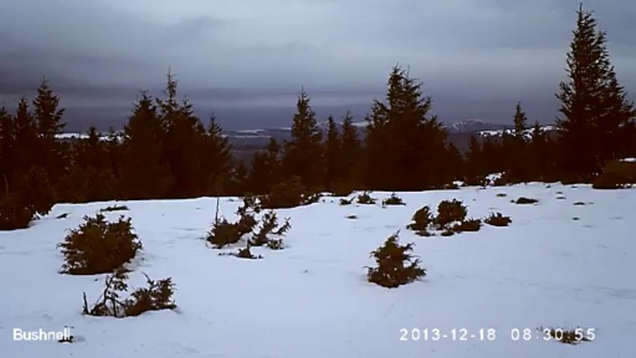 Cerf à droite en bas du sapin
