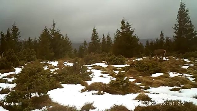 3 cerfs et une biche en plein jour