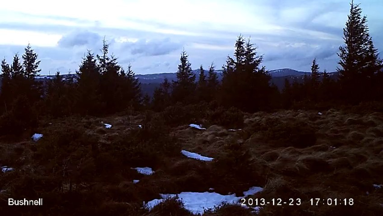 Patience, un cerf arrive...