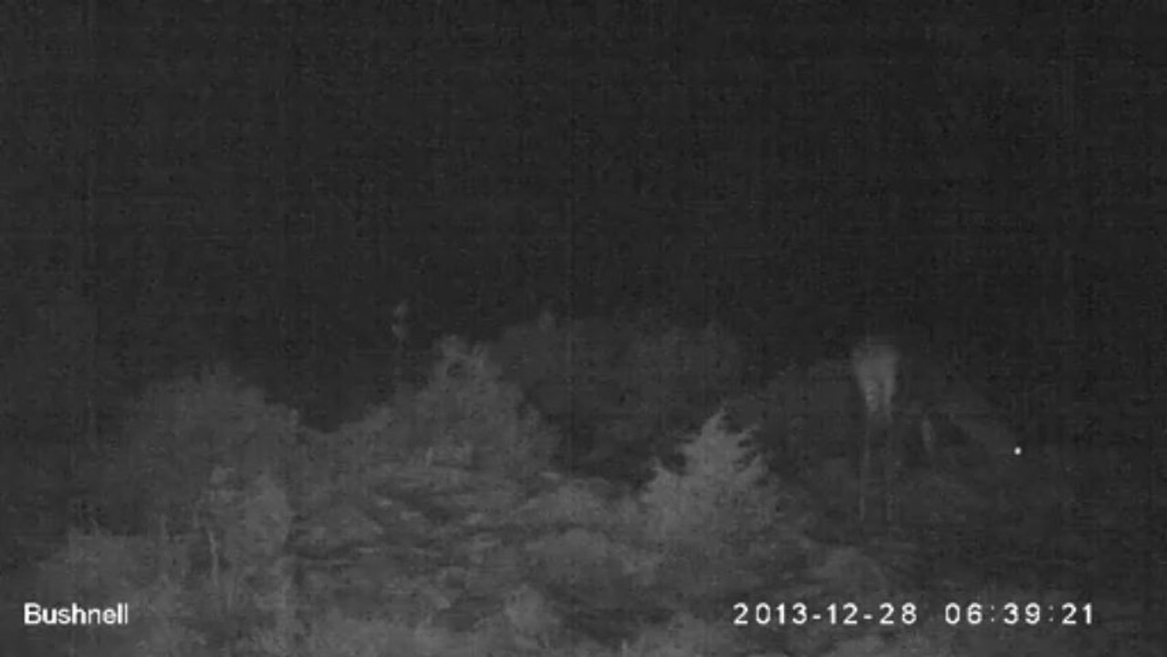 Biche proche caméra, se nourrissant en fin de nuit