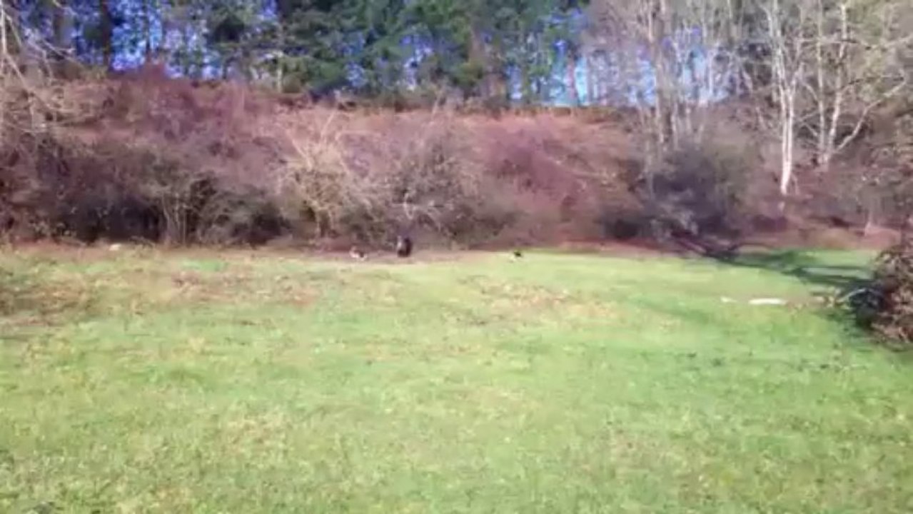 Ferme sanglier beagle