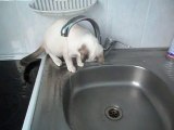 Un chat trop mignon joue avec l'eau du robinet!