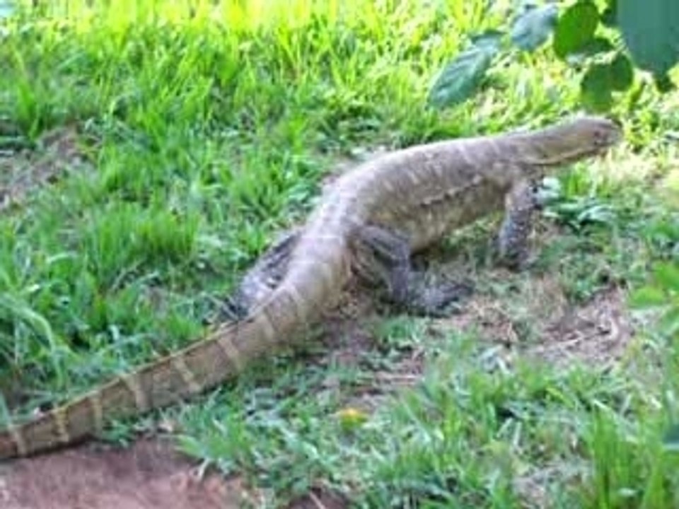 Un Varan