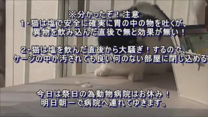 猫,犬,ペットの異物誤飲,処置,対応方法,How to Induce Vomiting in Pets With Salt