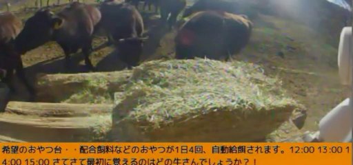 2014-01-13 14-25　牧場3号機　ラブラブ牛♡　岡田さん　高級牧草