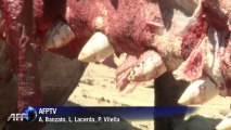 Baleia encalha na costa do Uruguai