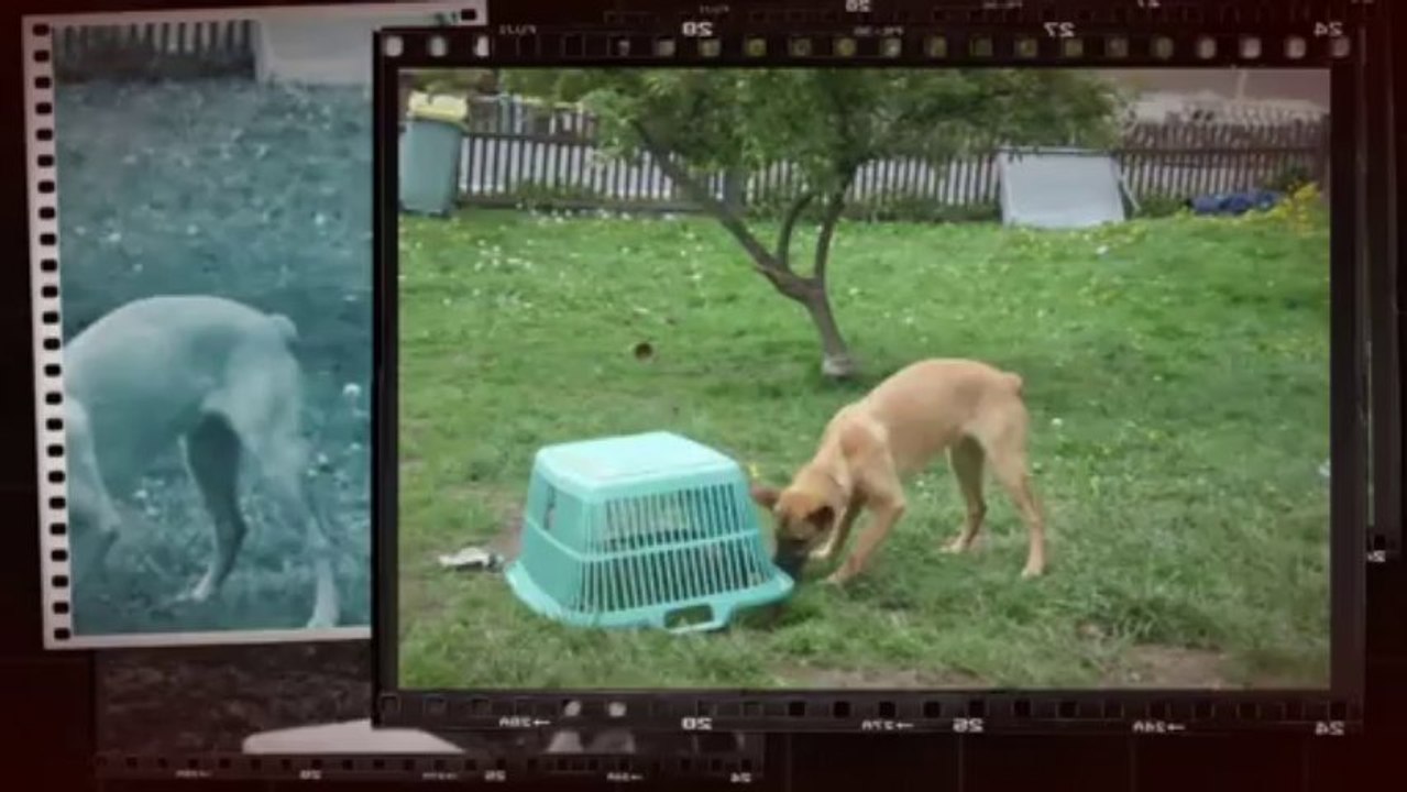 Be Aware C'Teufelchen @ Search