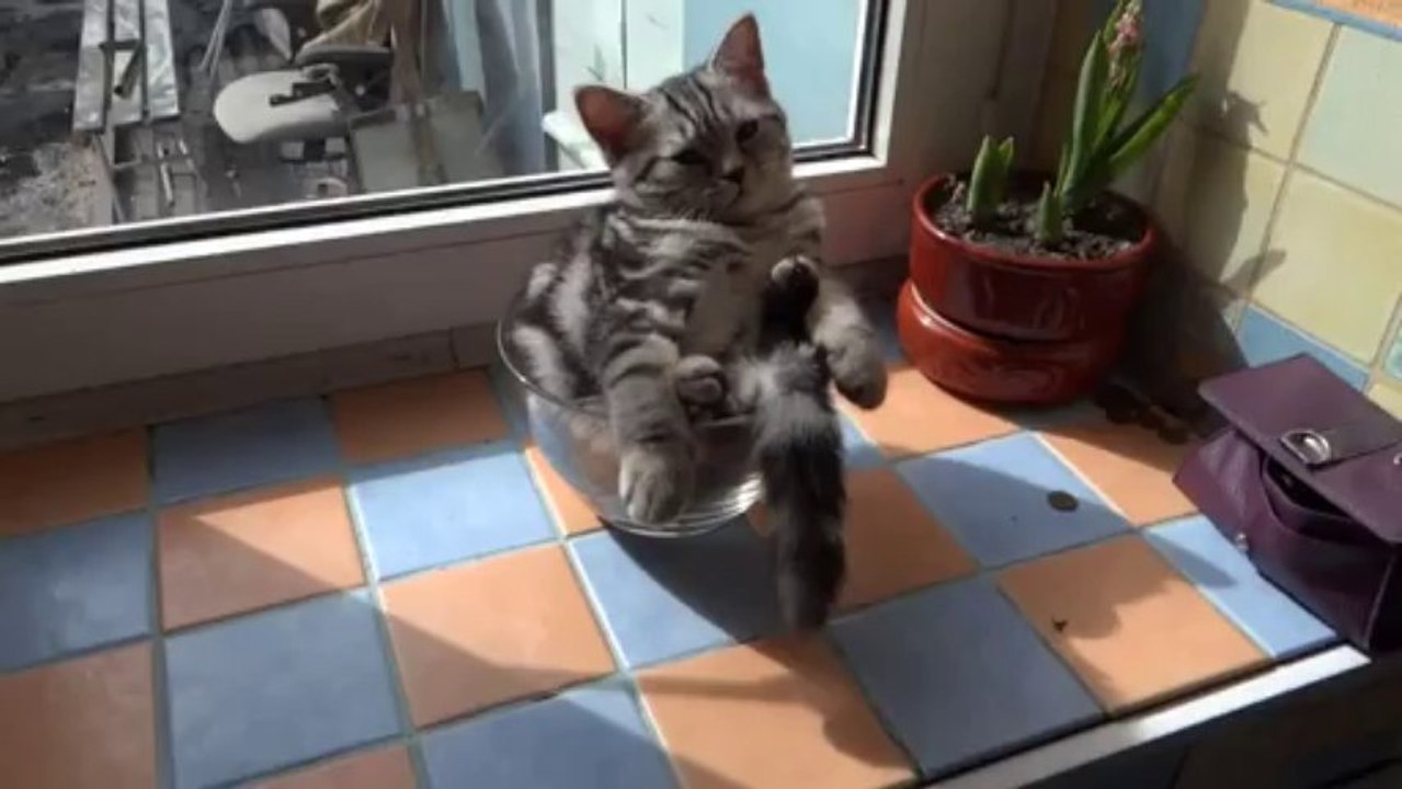 Chaton dans un bol